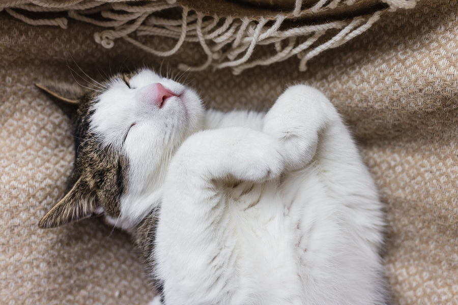 Fragrance-Free Cat Litter for Sensitive Households