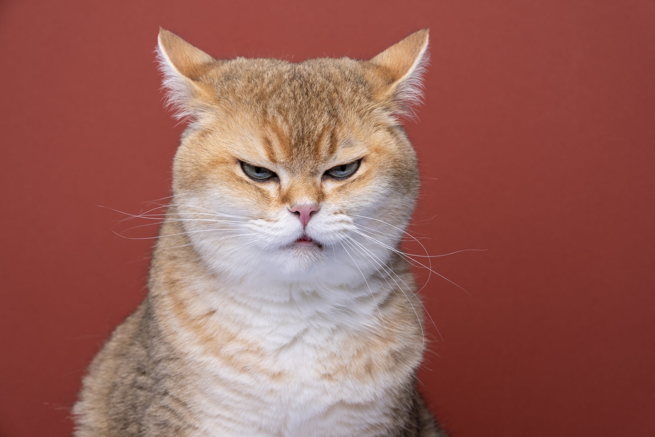 Why does a cat pee Outside the Litter Box
