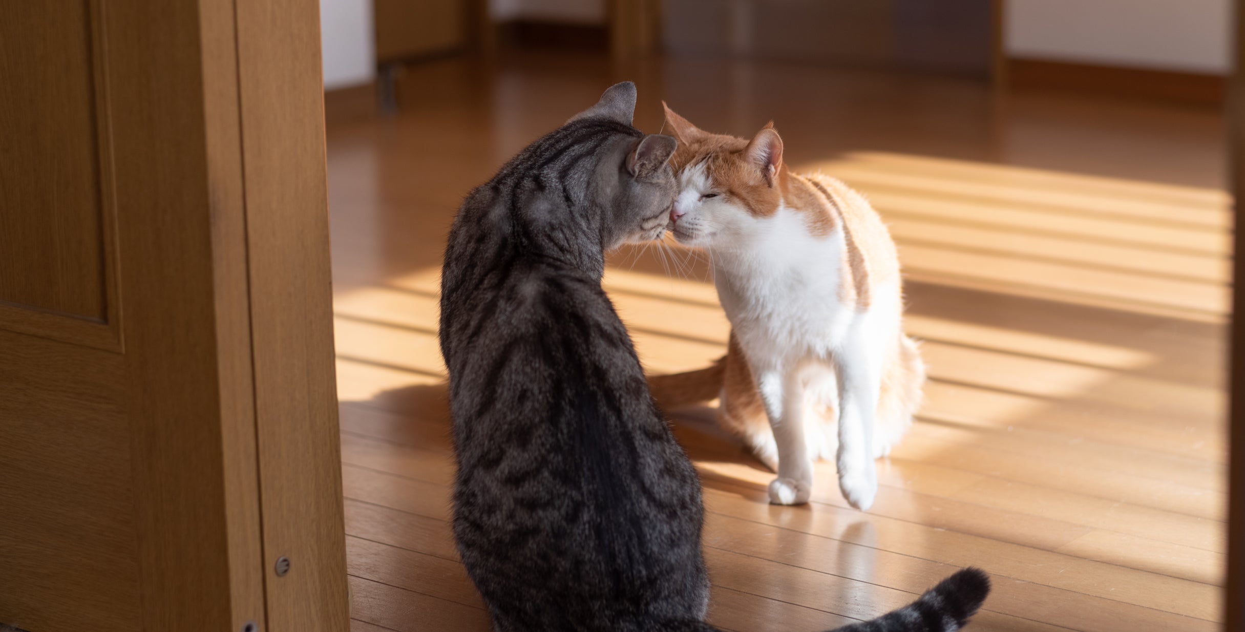 How To Introduce Cats the Right Way