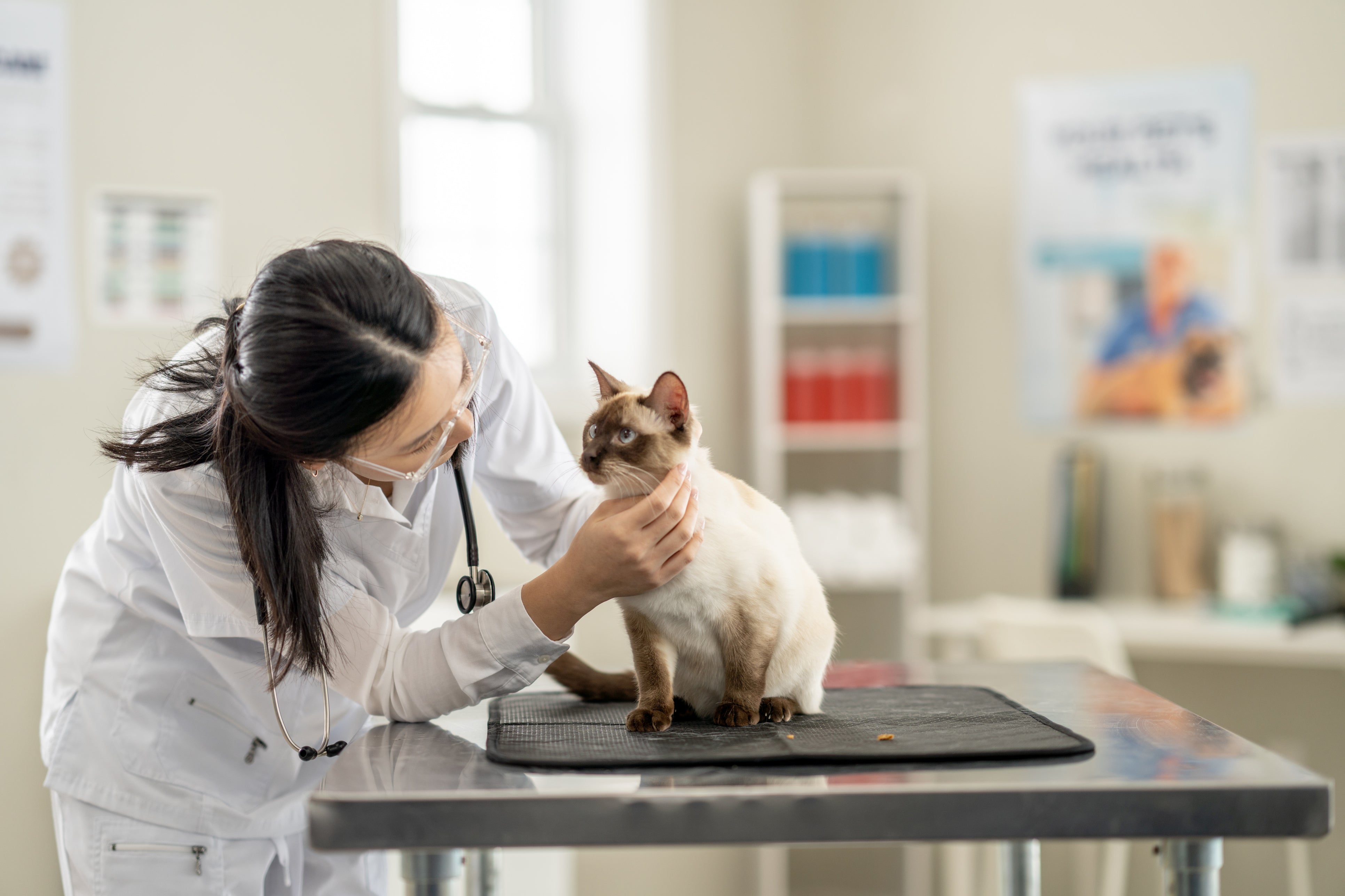Kidney Disease in Cats: What Symptoms Should You Watch For?