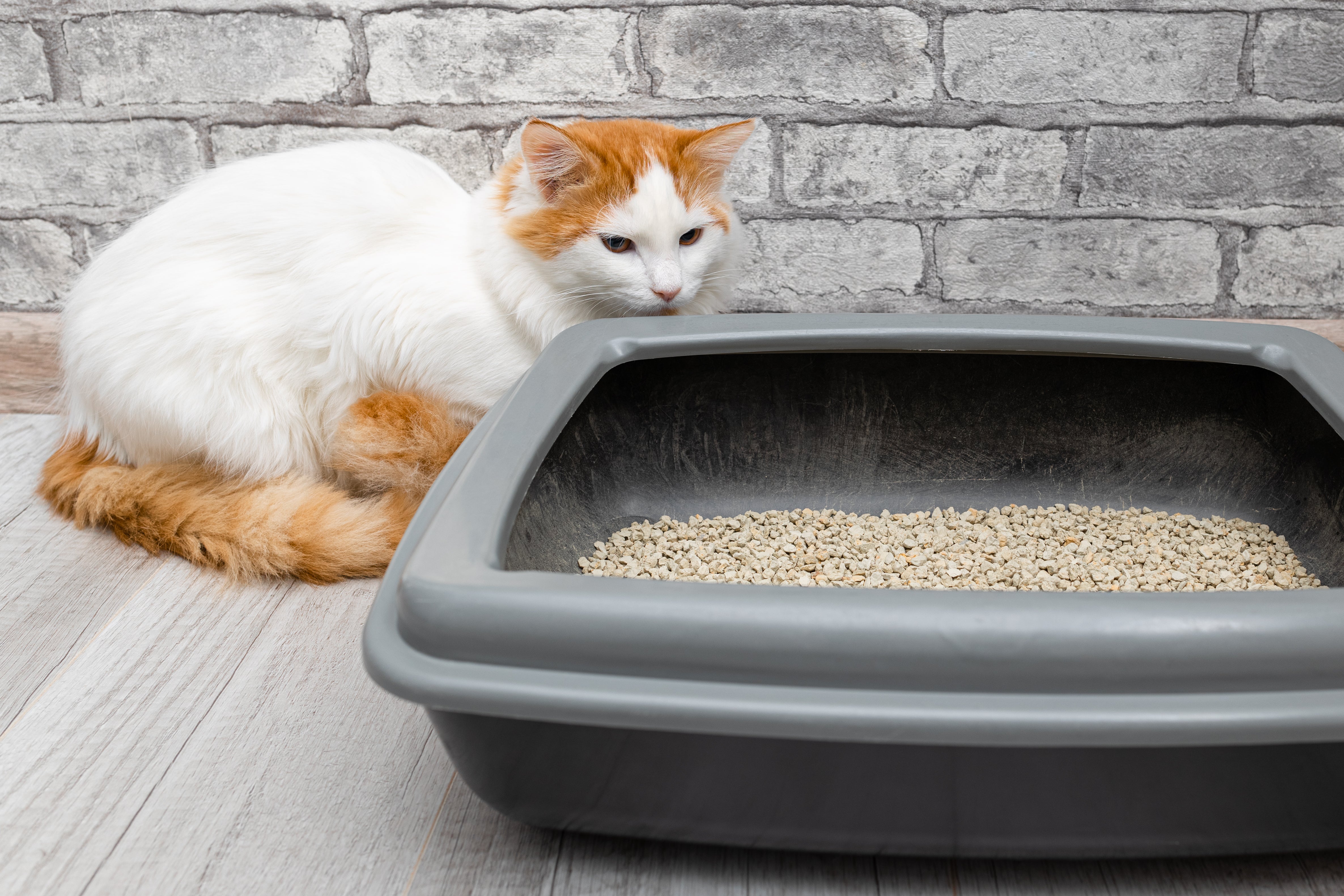 Eco-Friendly Cat Litter Options: What’s Actually Better? | Boxie