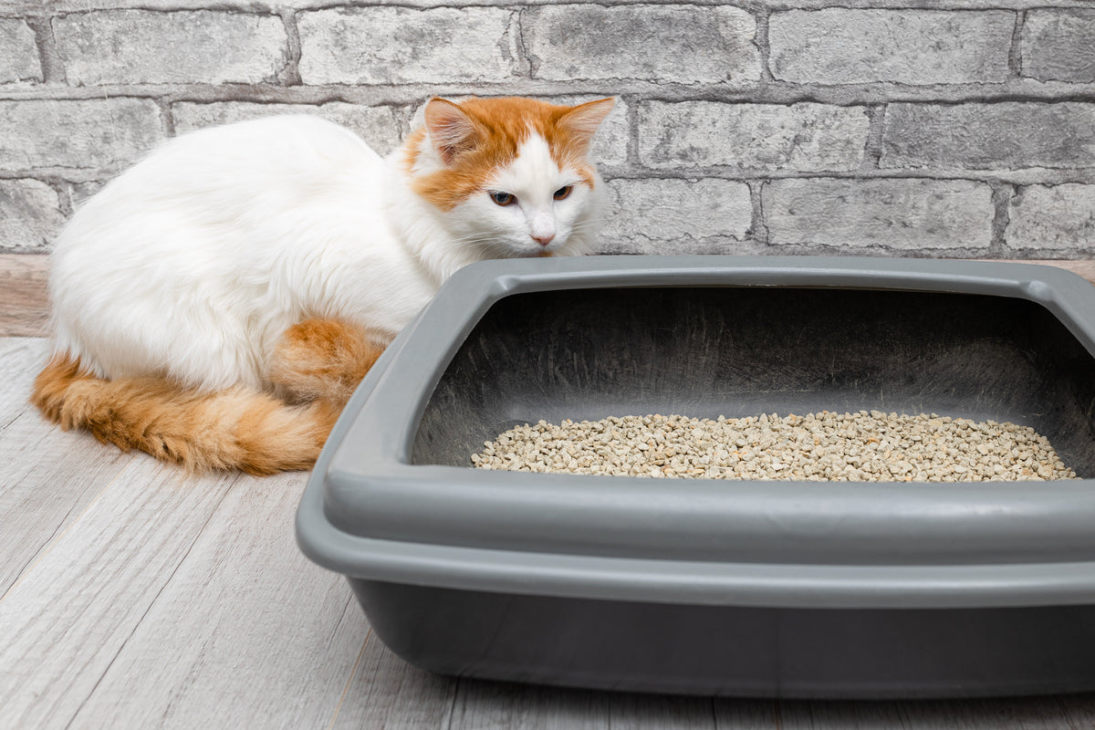 Cat Options Eco-Friendly Cat Litter Options: What’s Actually Better? | Boxie