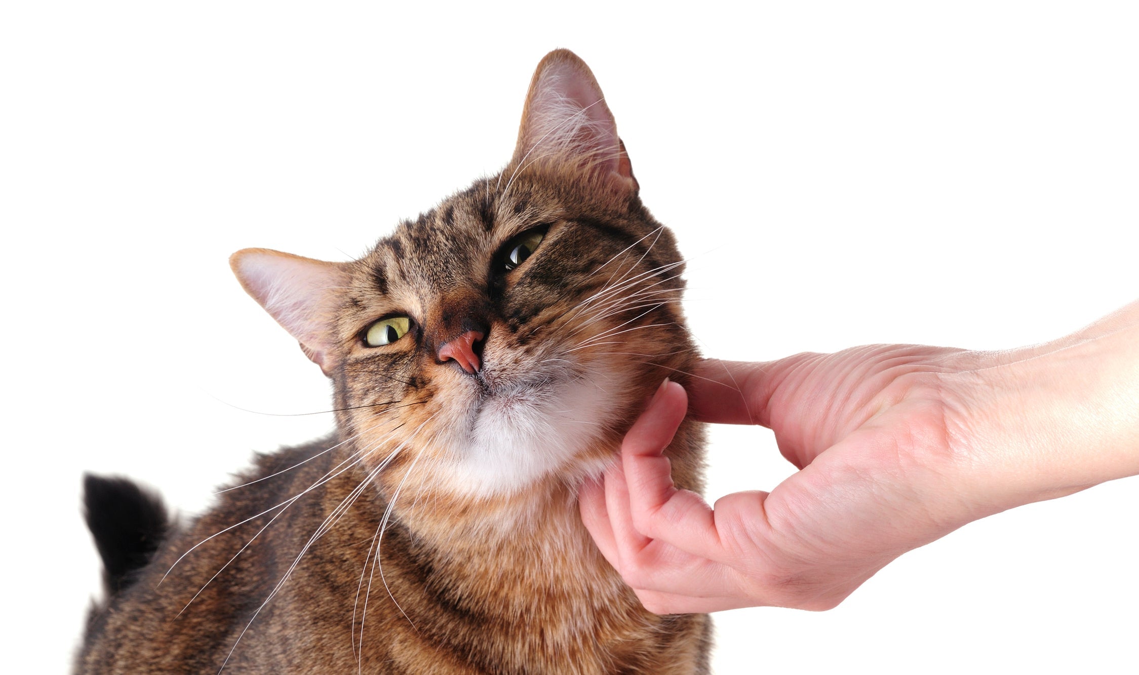 Top 5 Signs Your Cat Loves You (Plus a Special Treat Recipe!)