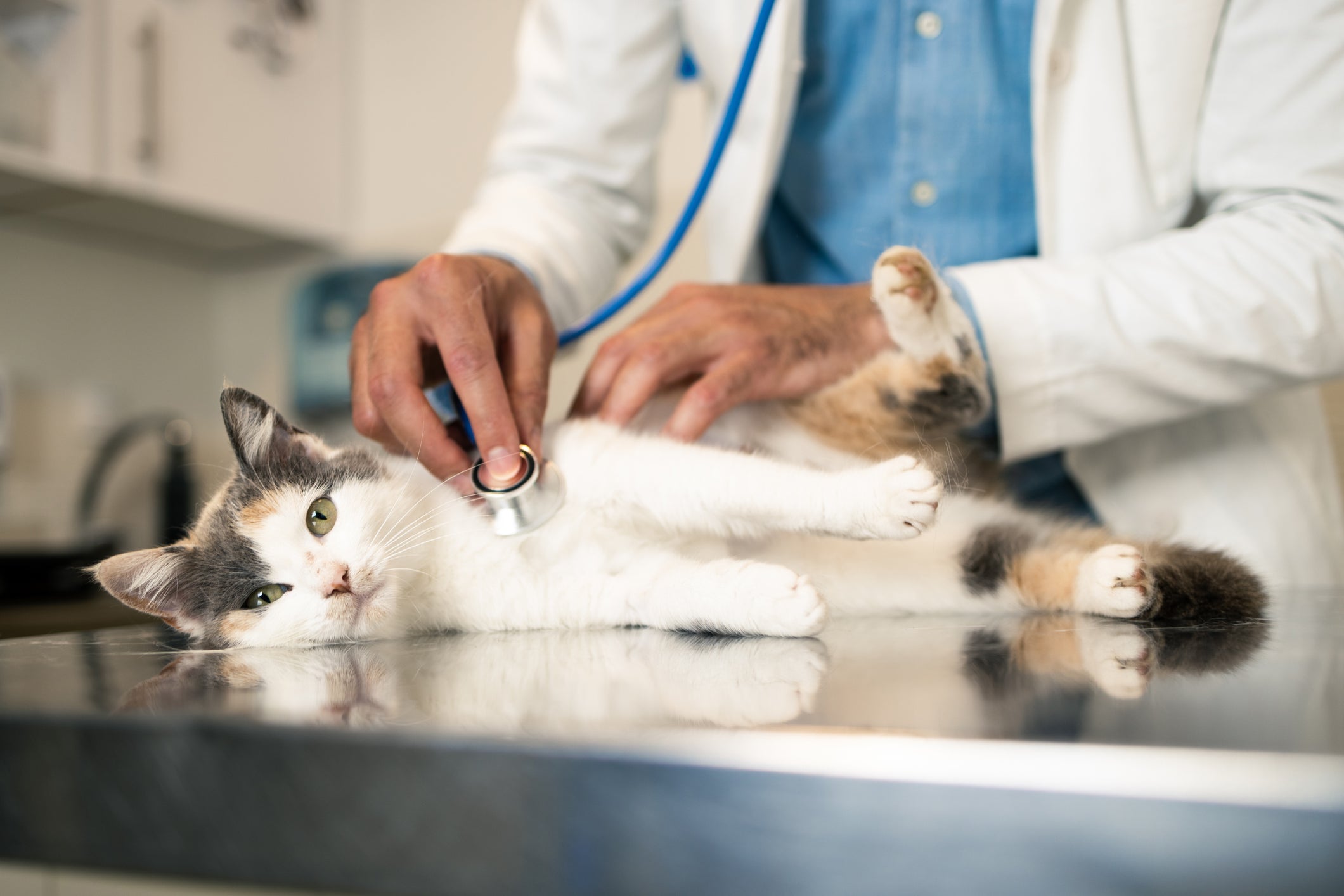 How to Tell if Your Cat Is Sick