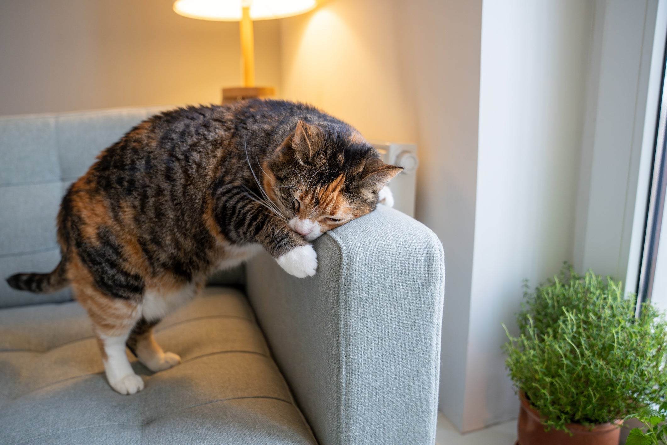 How to Keep Cats From Scratching Furniture