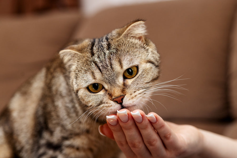 Probiotics for Cats: Why They Matter And How BoxiePro Litter Supports Feline Wellness