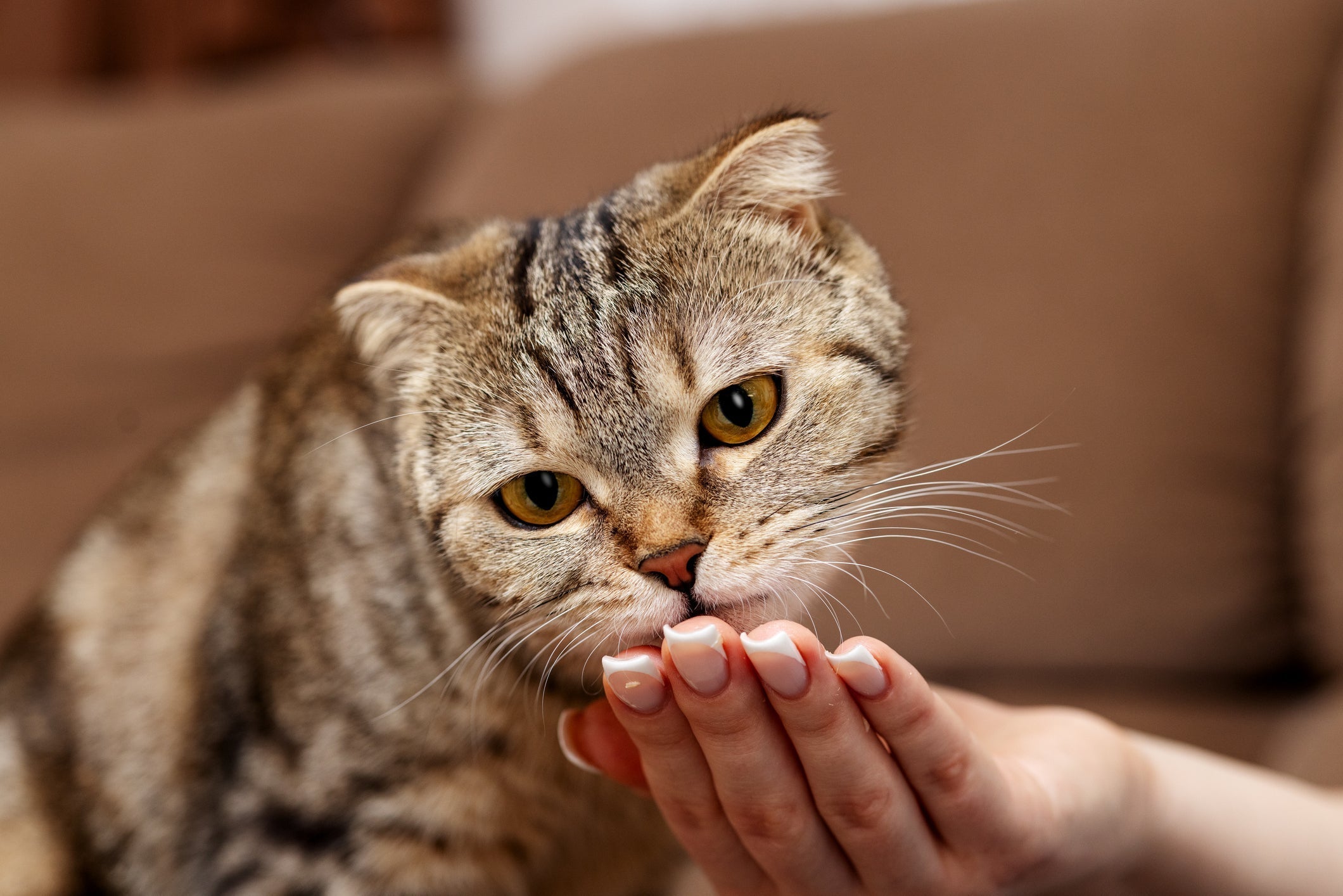 Probiotics for Cats: Why They Matter And How BoxiePro Litter Supports Feline Wellness