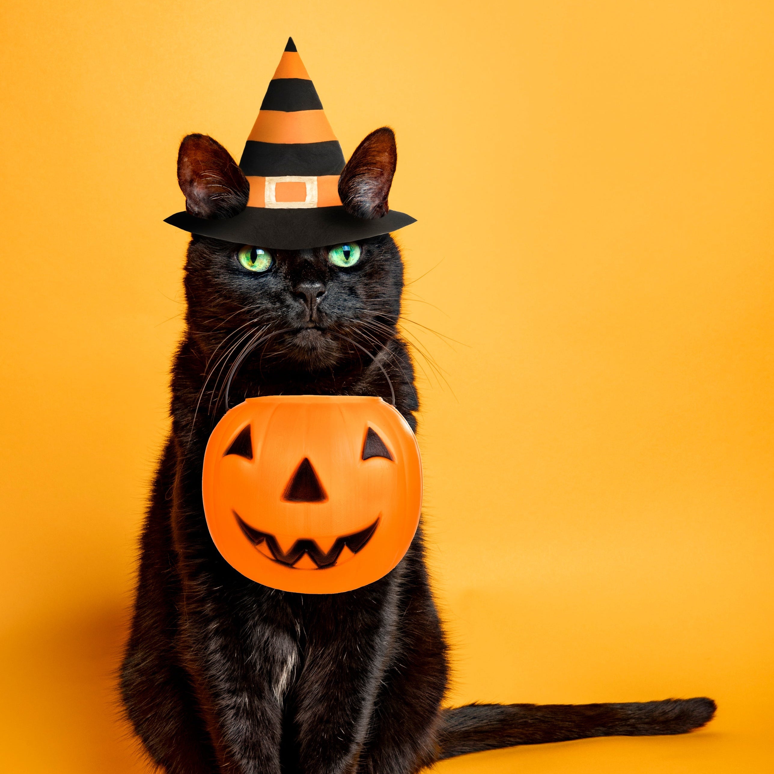 Black Cat Myths: Fact vs. Fiction