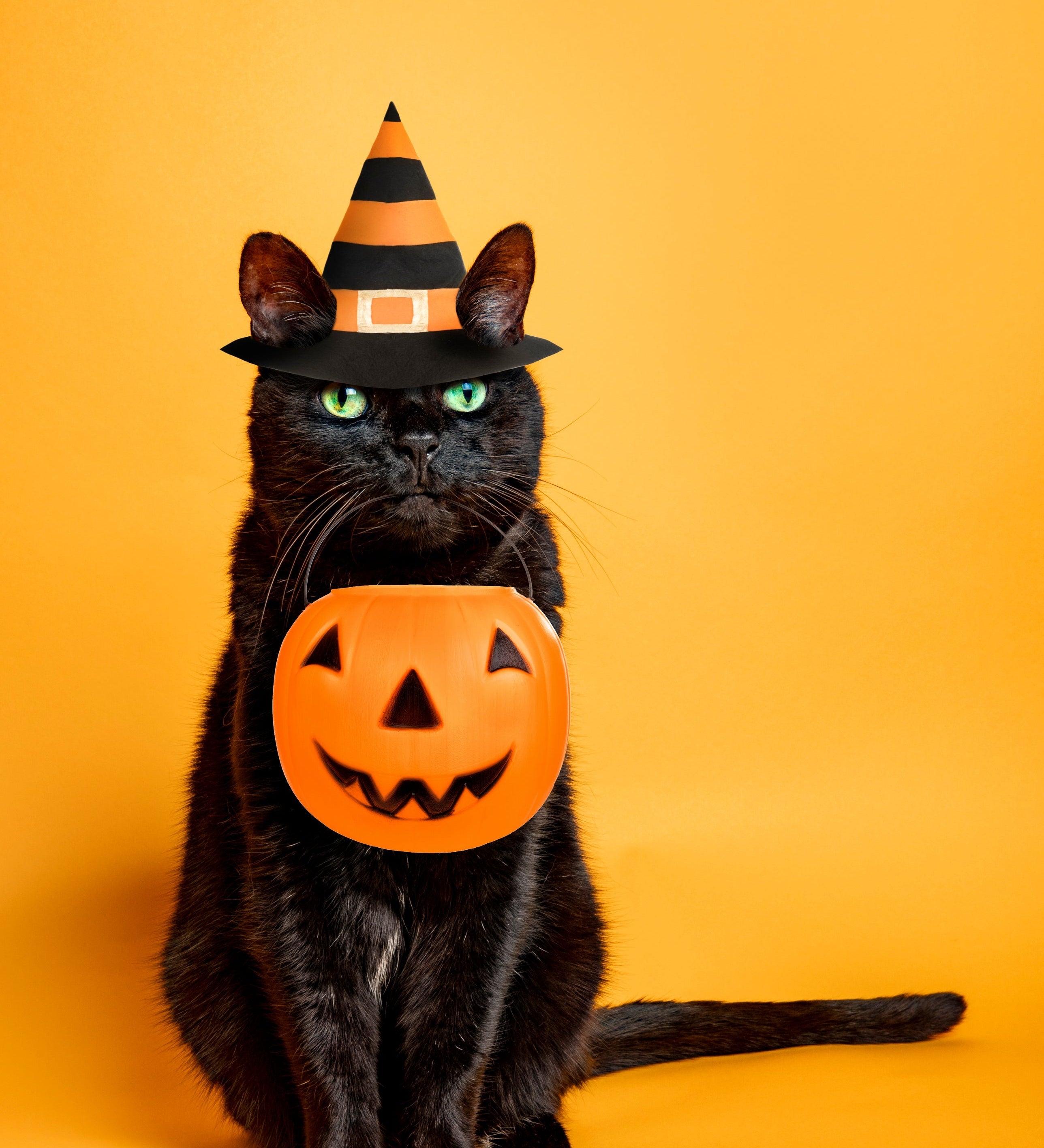 Black Cat Myths: Fact vs. Fiction