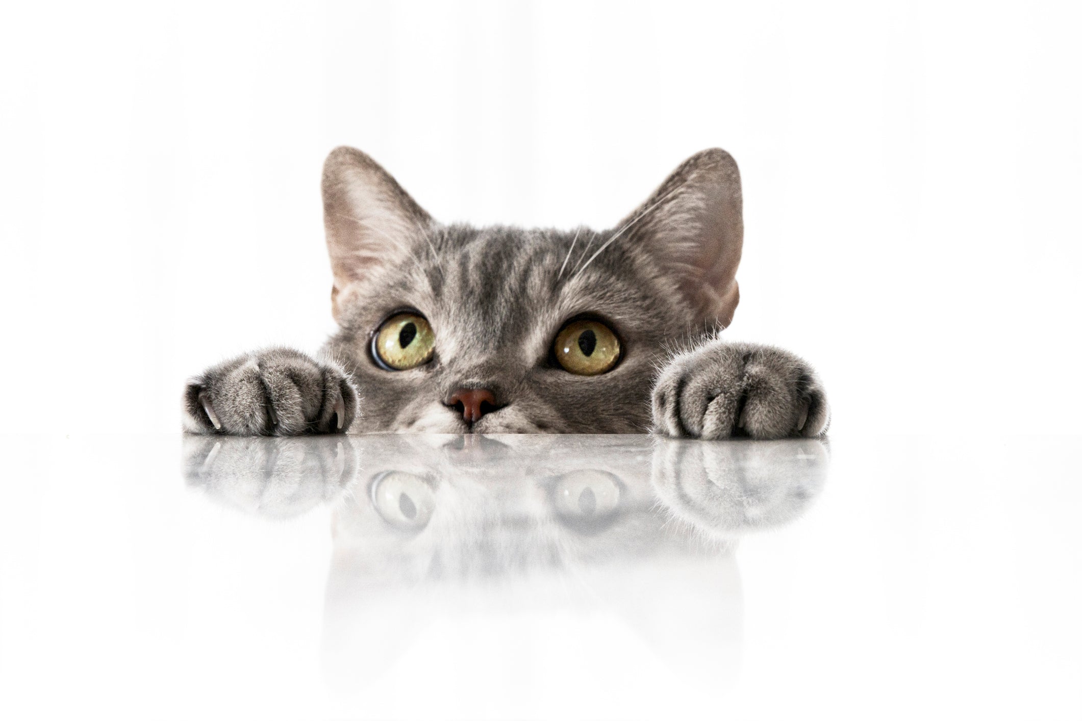10 Amazing Facts About Cats