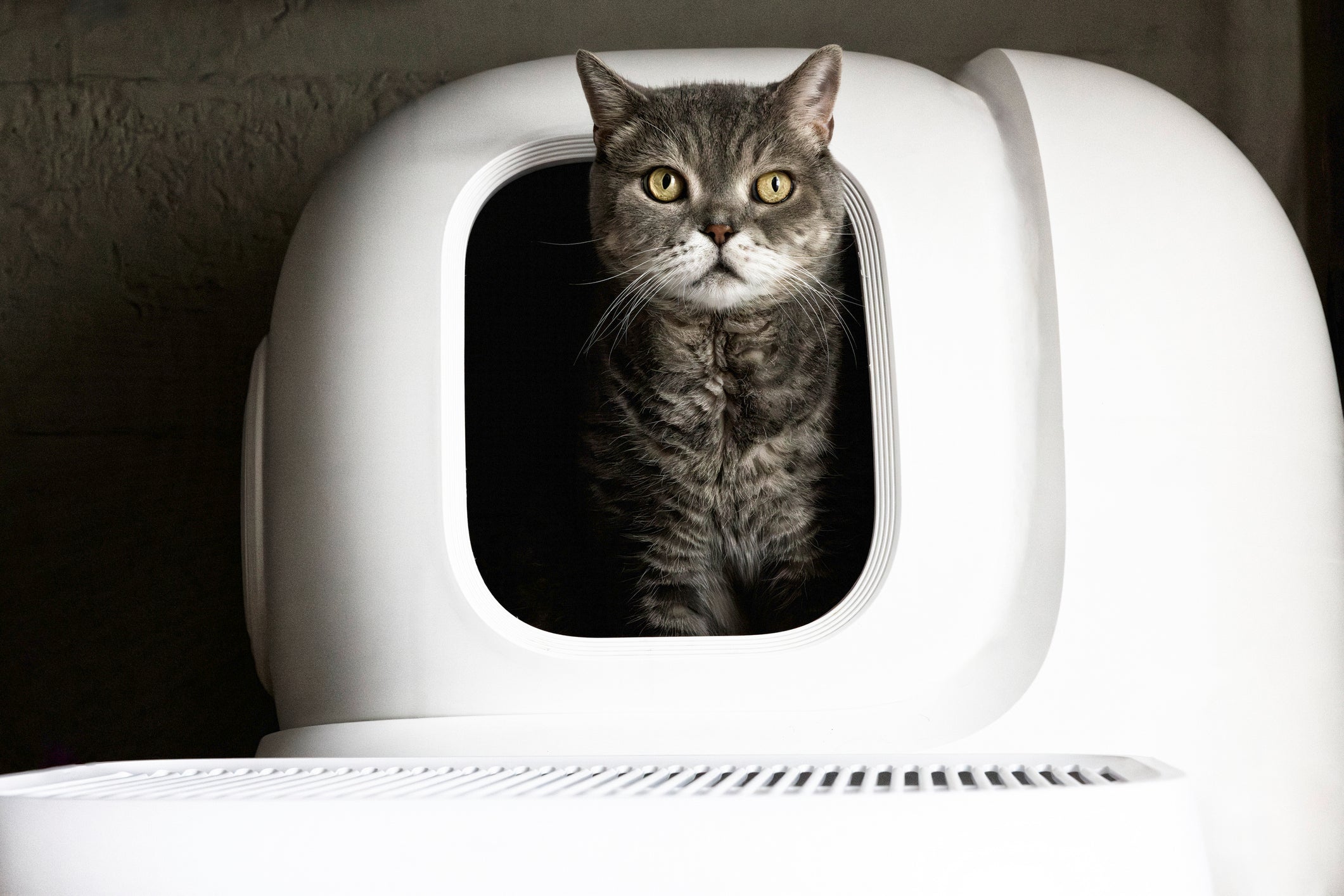 Ultimate Guide to Cat Litter Odor Control: Science-Backed Strategies That Work