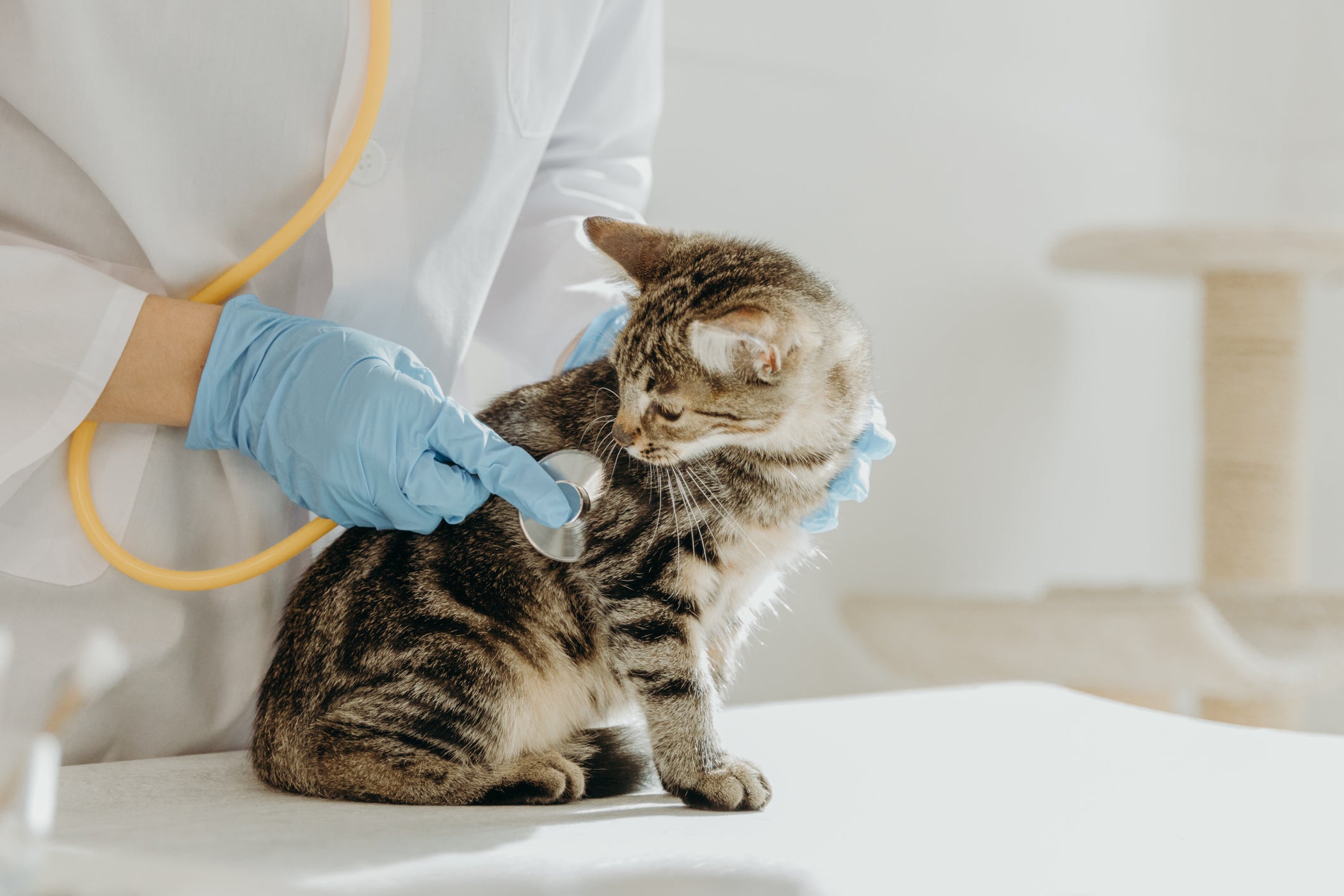 When to Neuter or Spay A Cat