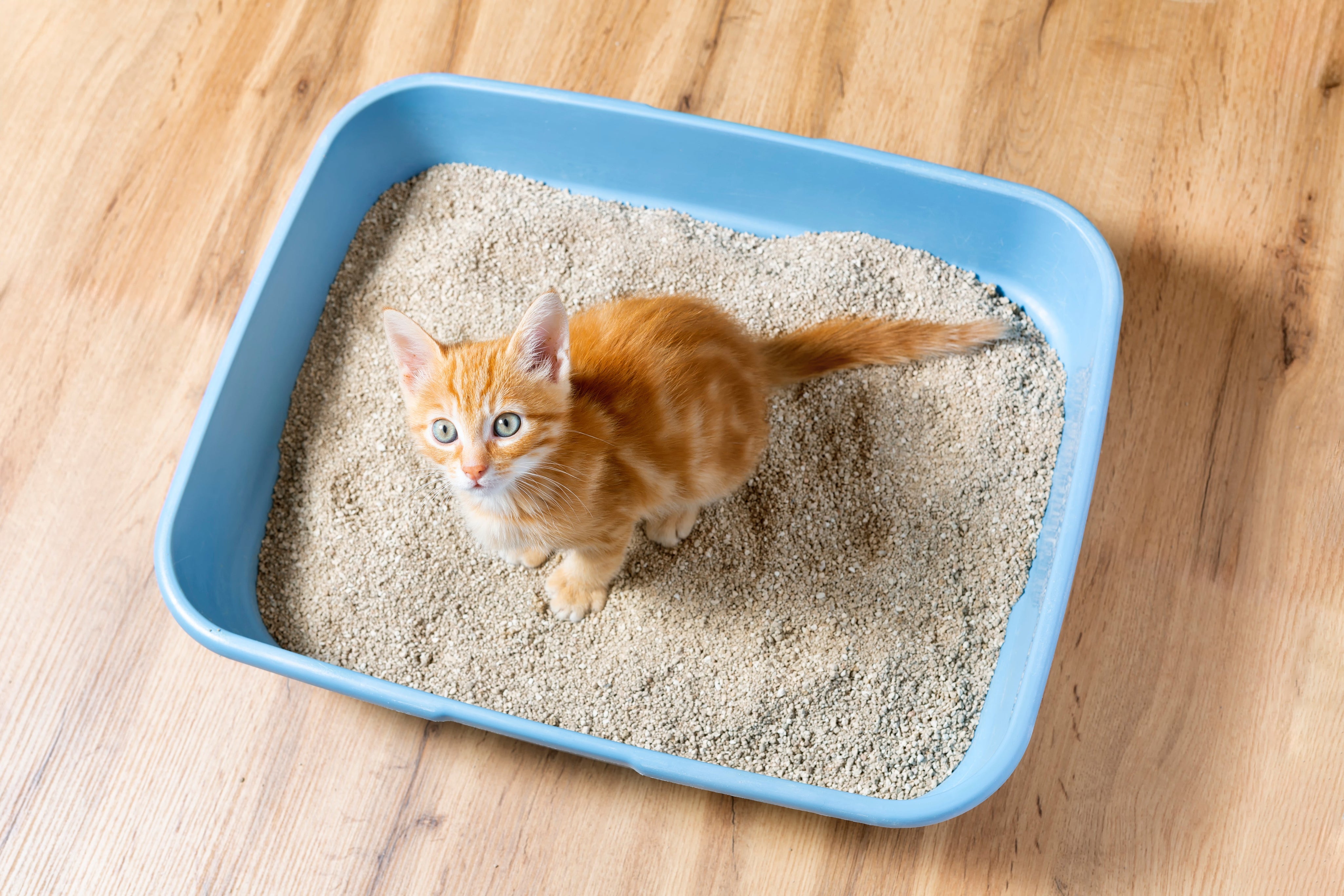 Is Clay Litter Bad for Cats? What Vets and Research Actually Say