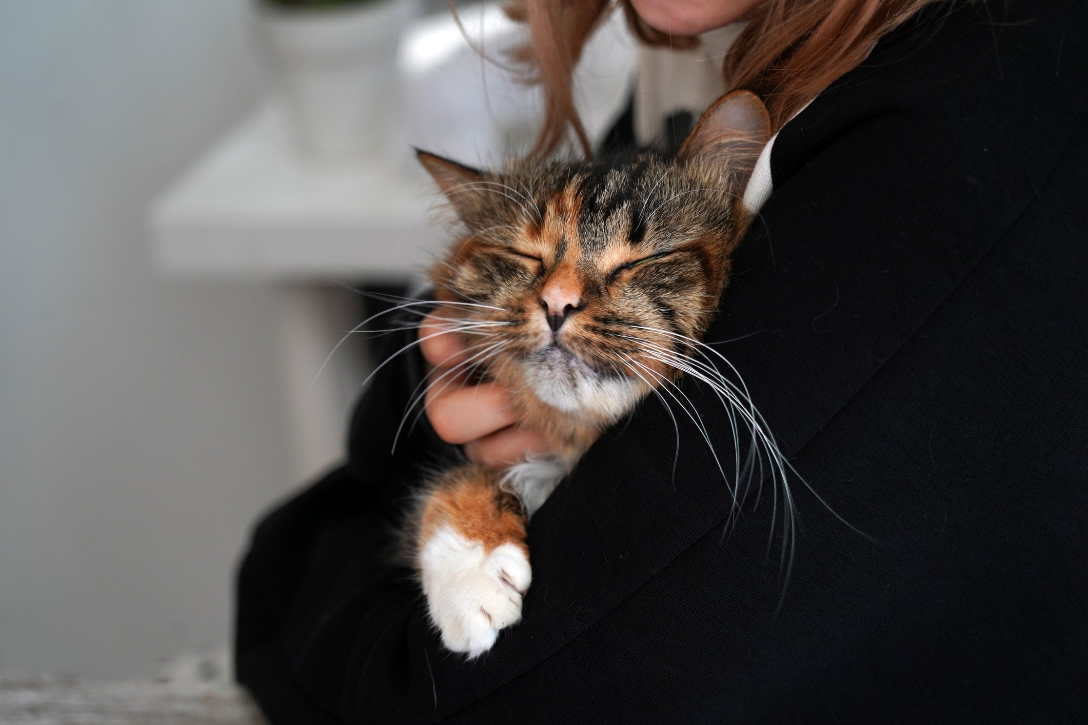 National Cat Day 2026: Celebrate Your Cat on Oct. 29