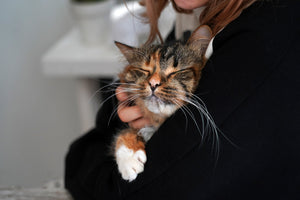National Cat Day 2026: Celebrate Your Cat on Oct. 29