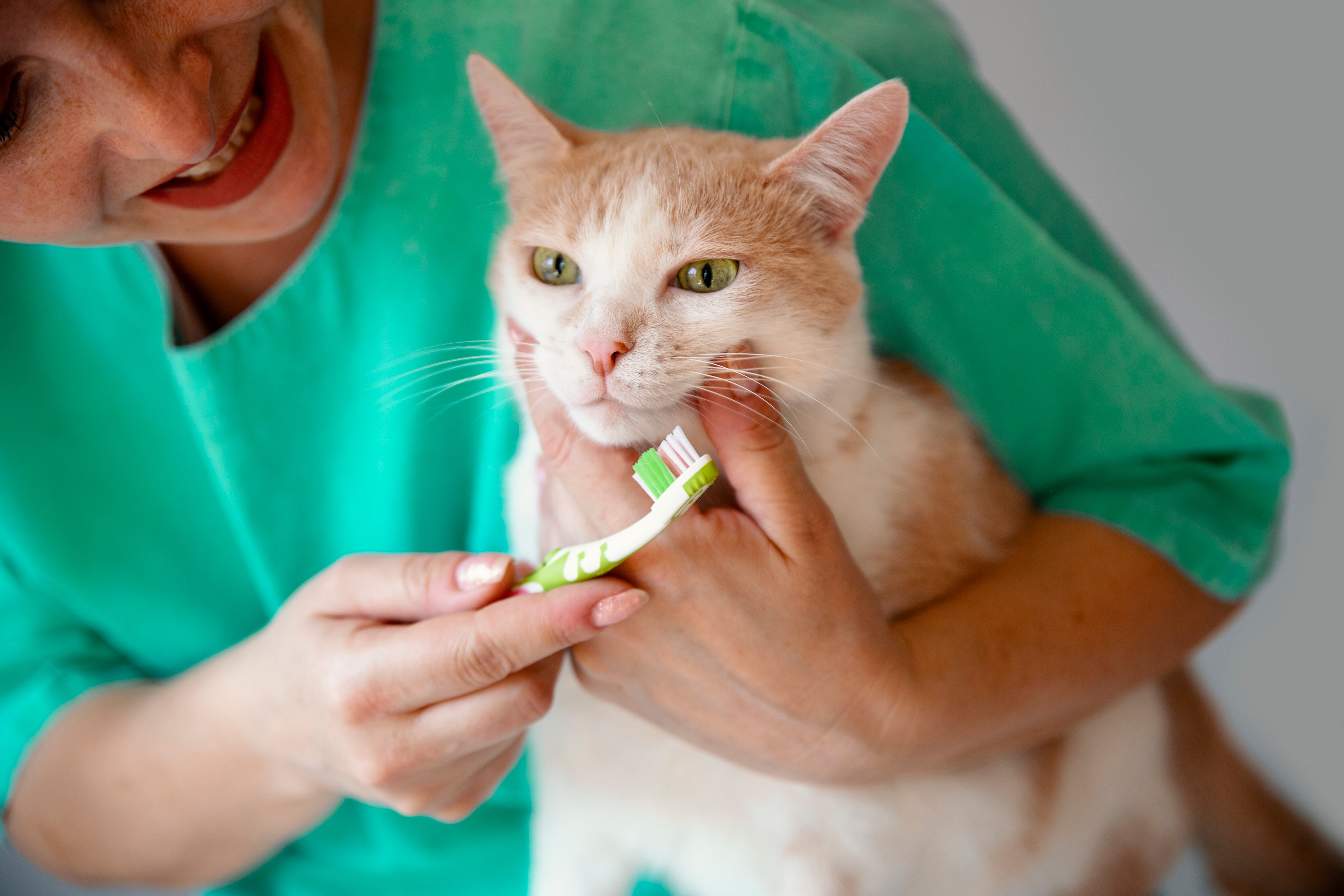Cat Dental Care: Why It Matters + The Best Treats for Healthy Teeth