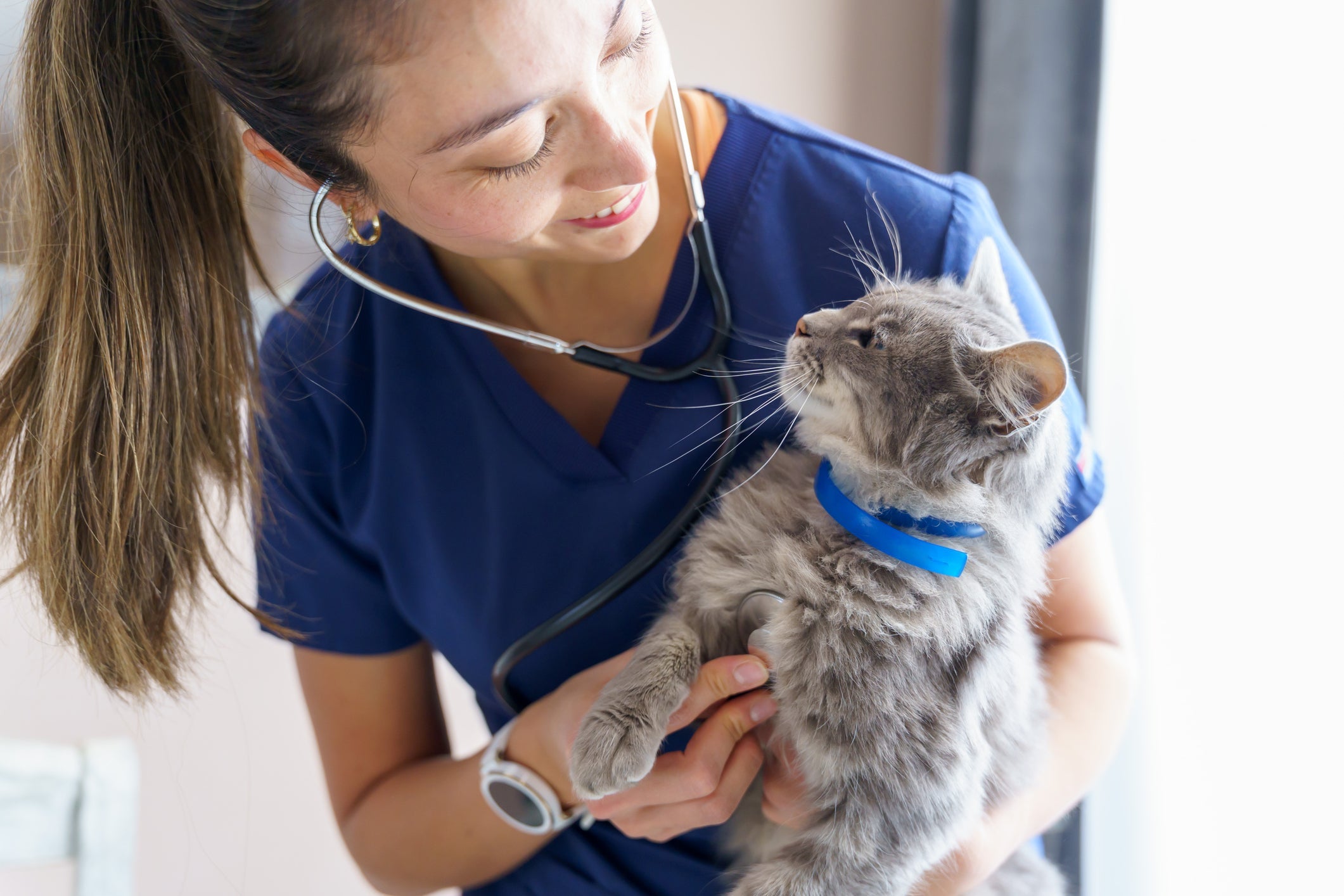 Top 10 Vet-Approved Tips for Cats