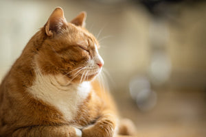 What’s the Best Cat Litter for Senior Cats?