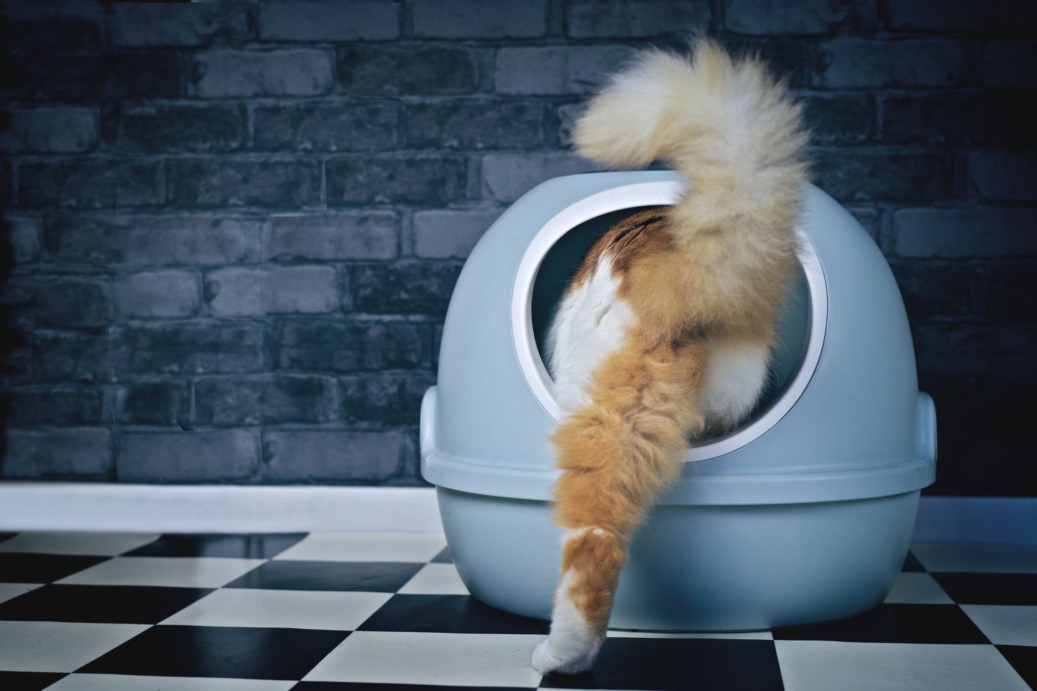 How Probiotic Cat Litter Works to Control Odor—Naturally