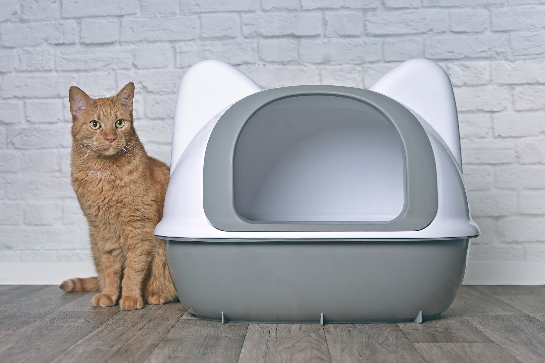 Litter Box Hacks for Busy Cat Parents – Boxie