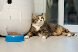 Best Clumping Litter for Raking vs Rotating Automatic Litter Boxes
