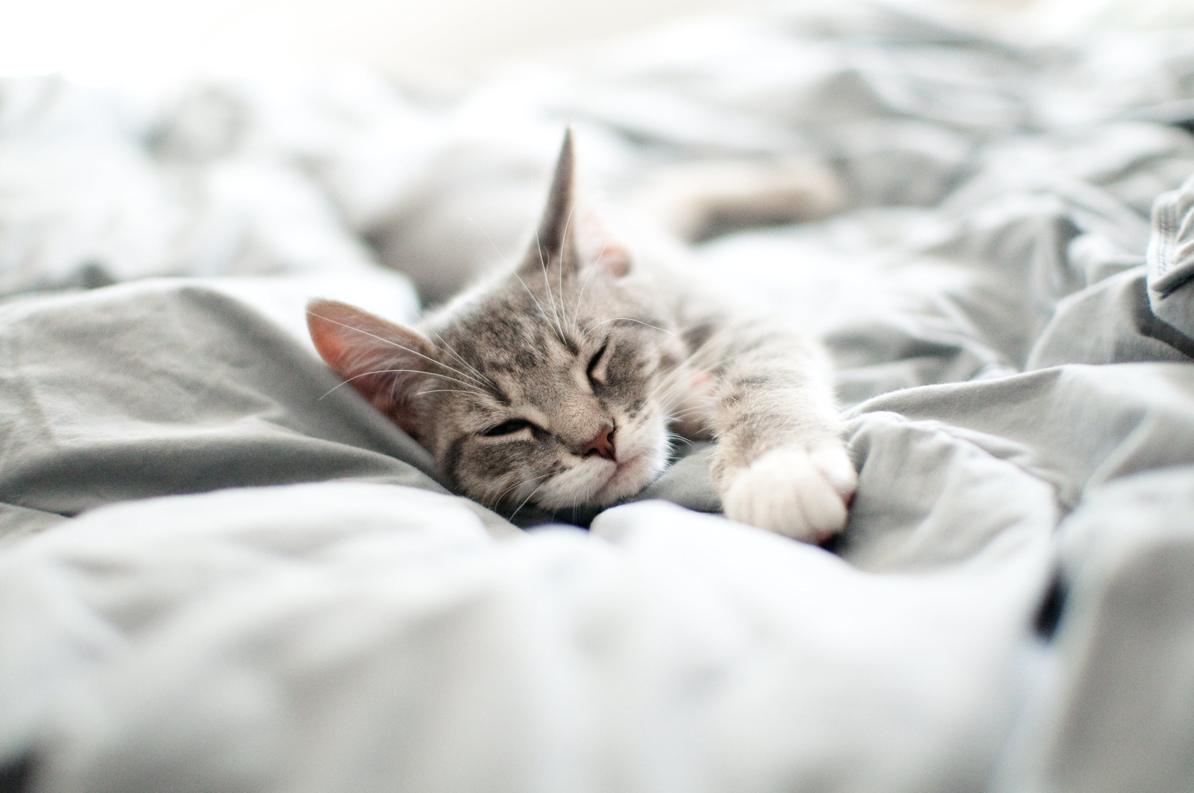 Are Cats Nocturnal? The Truth About Your Feline’s Sleep Habits