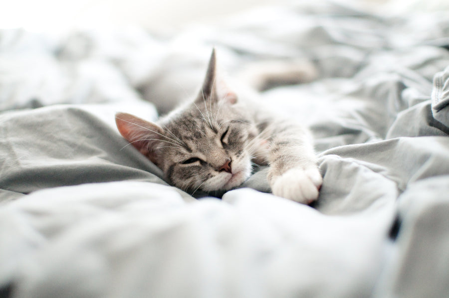 Are Cats Nocturnal? The Truth About Your Feline’s Sleep Habits
