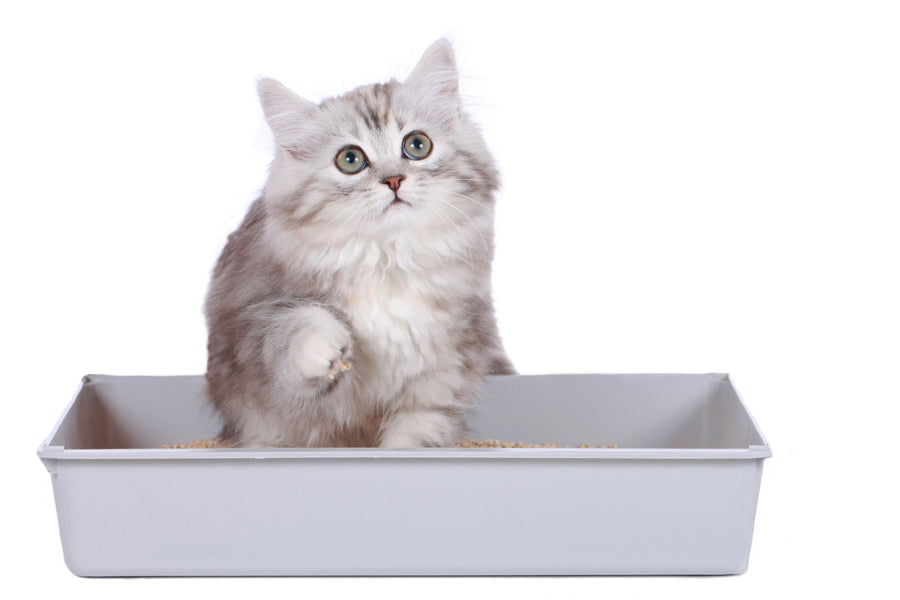 Tips to Prevent Clumping Cat Litter from Sticking to the Litter Box