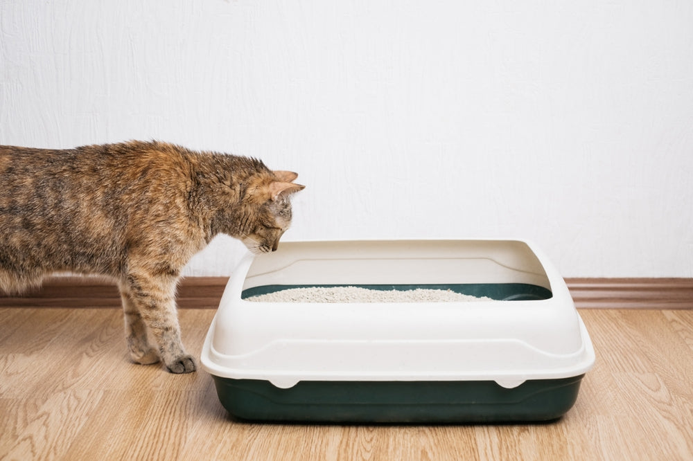 litter type switching img