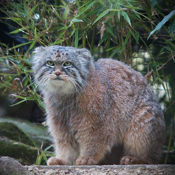 Oh hello Manul, I think we love you