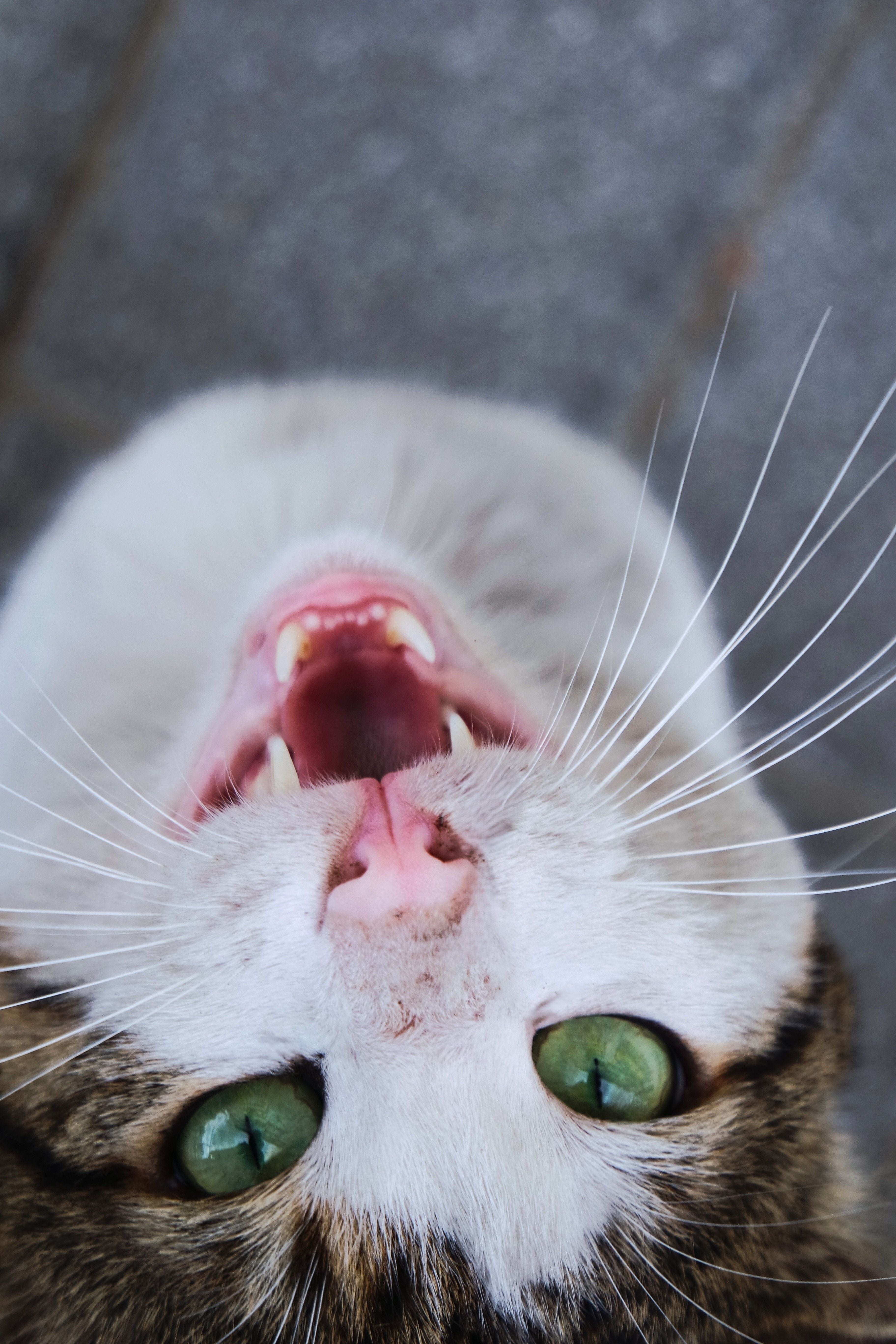 Cat Dental Care 101: Warning Signs, Gum Disease Stages & Best Dental Treats