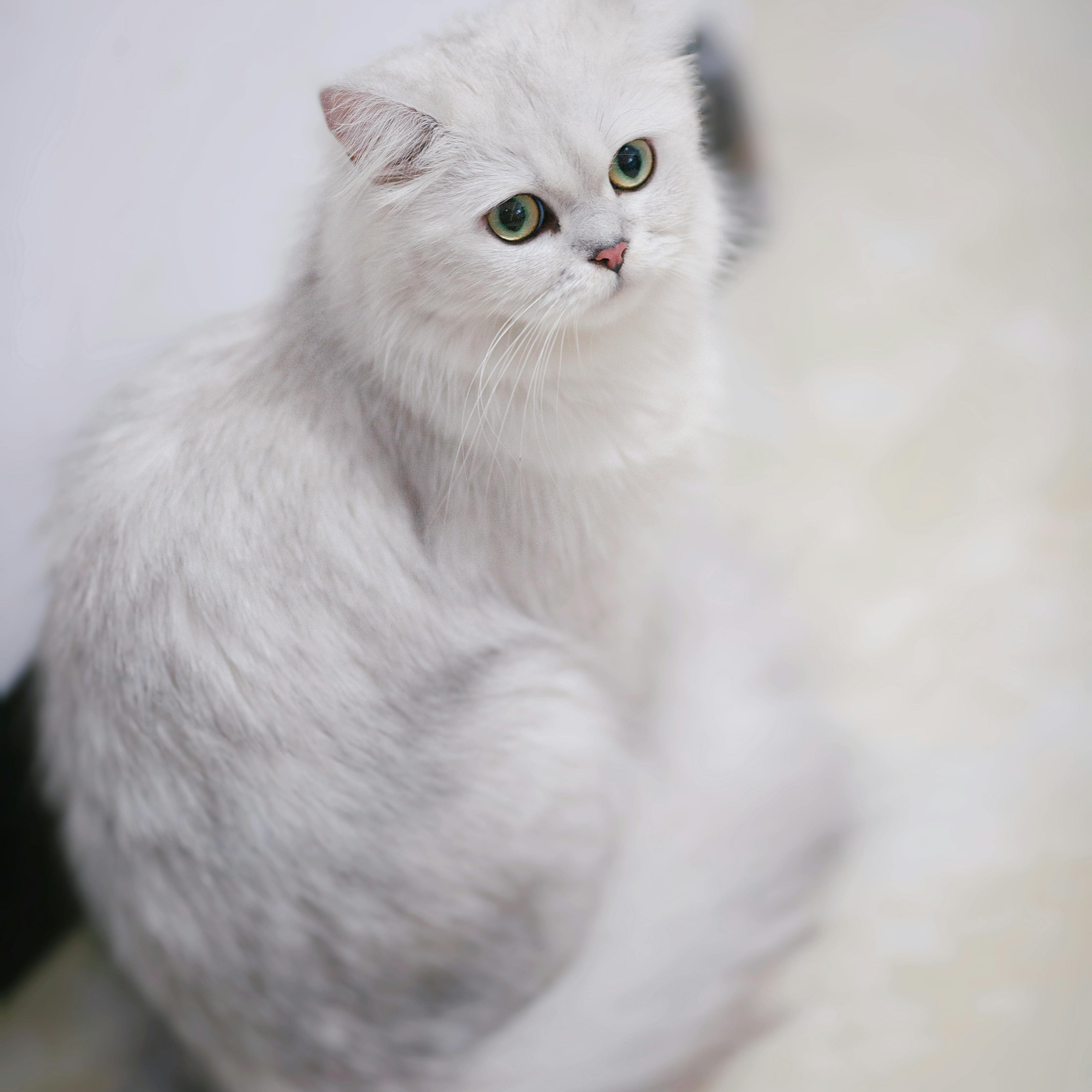 Popular Cat Breeds Every Cat Lover Should Know