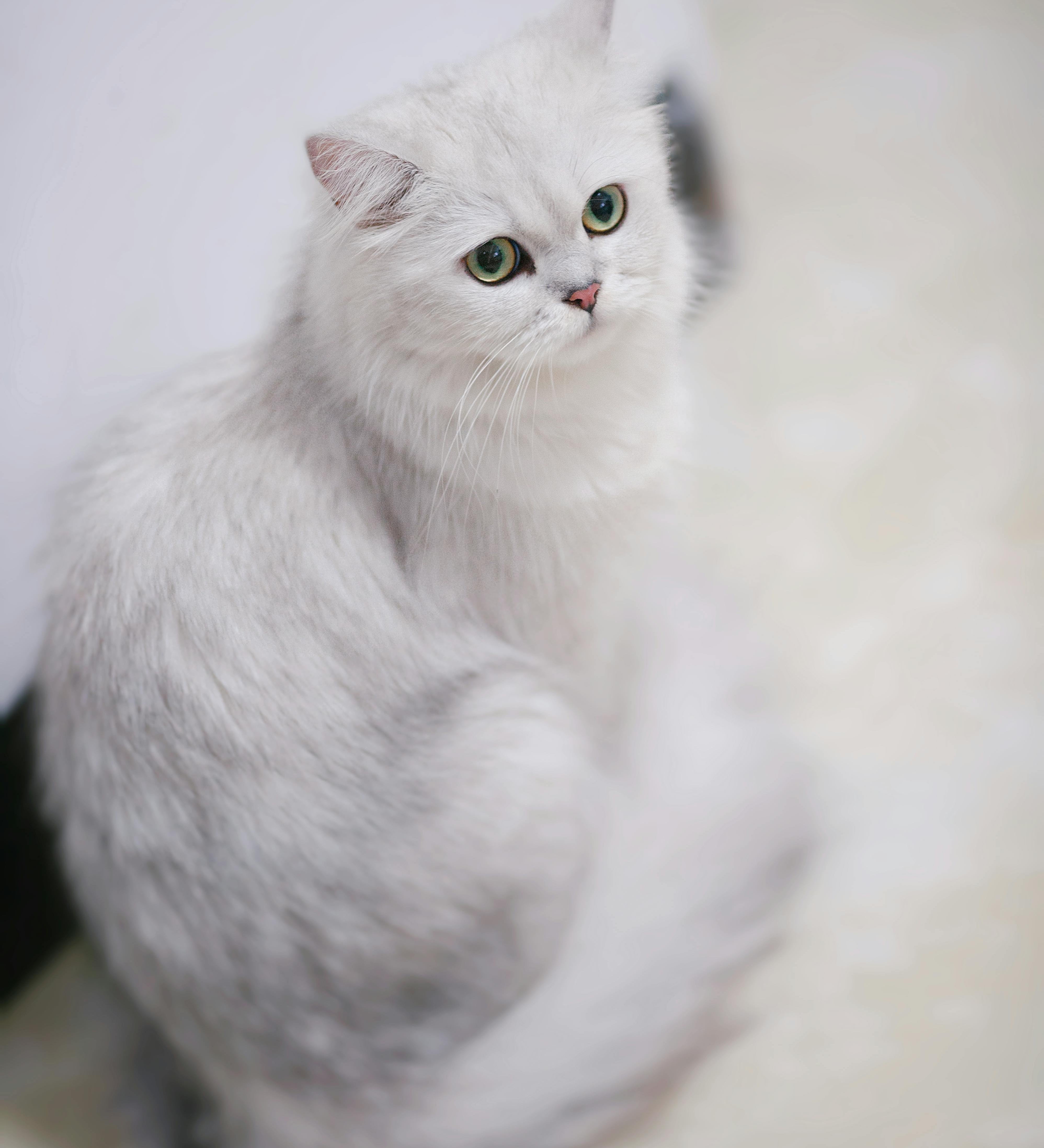 Popular Cat Breeds Every Cat Lover Should Know
