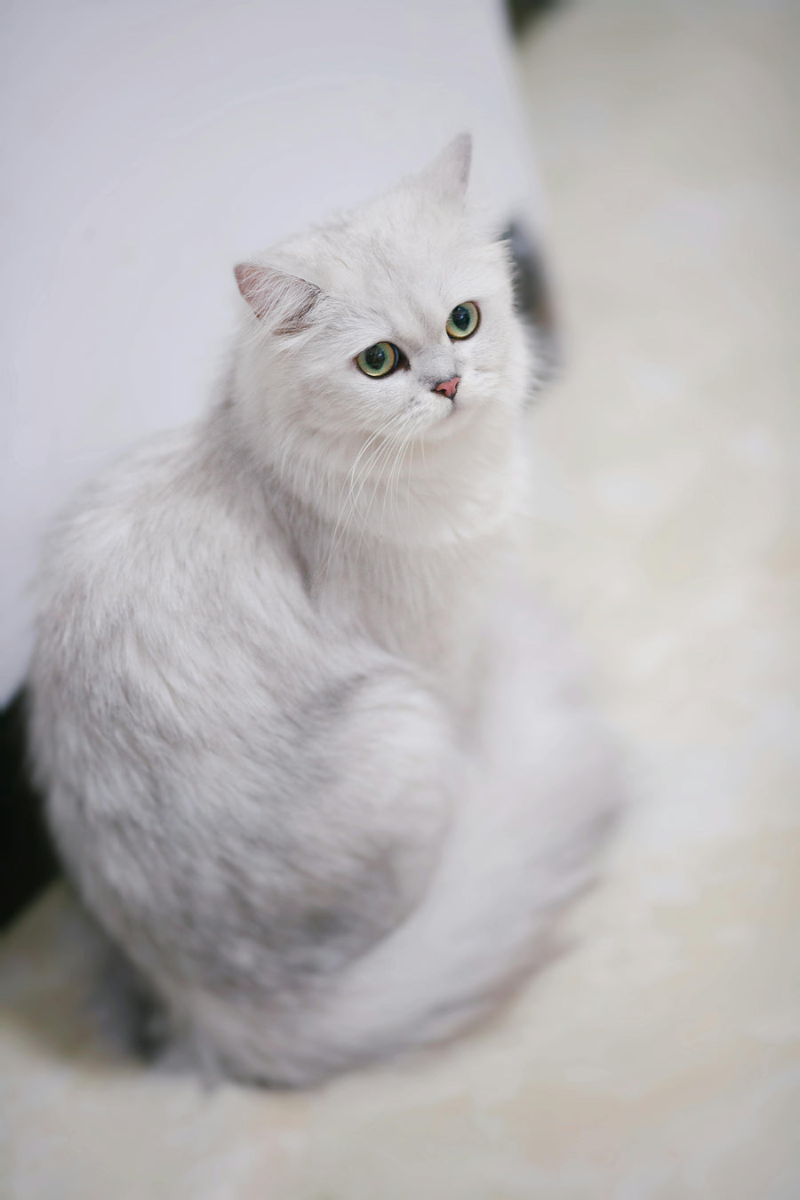 Popular Cat Breeds Every Cat Lover Should Know