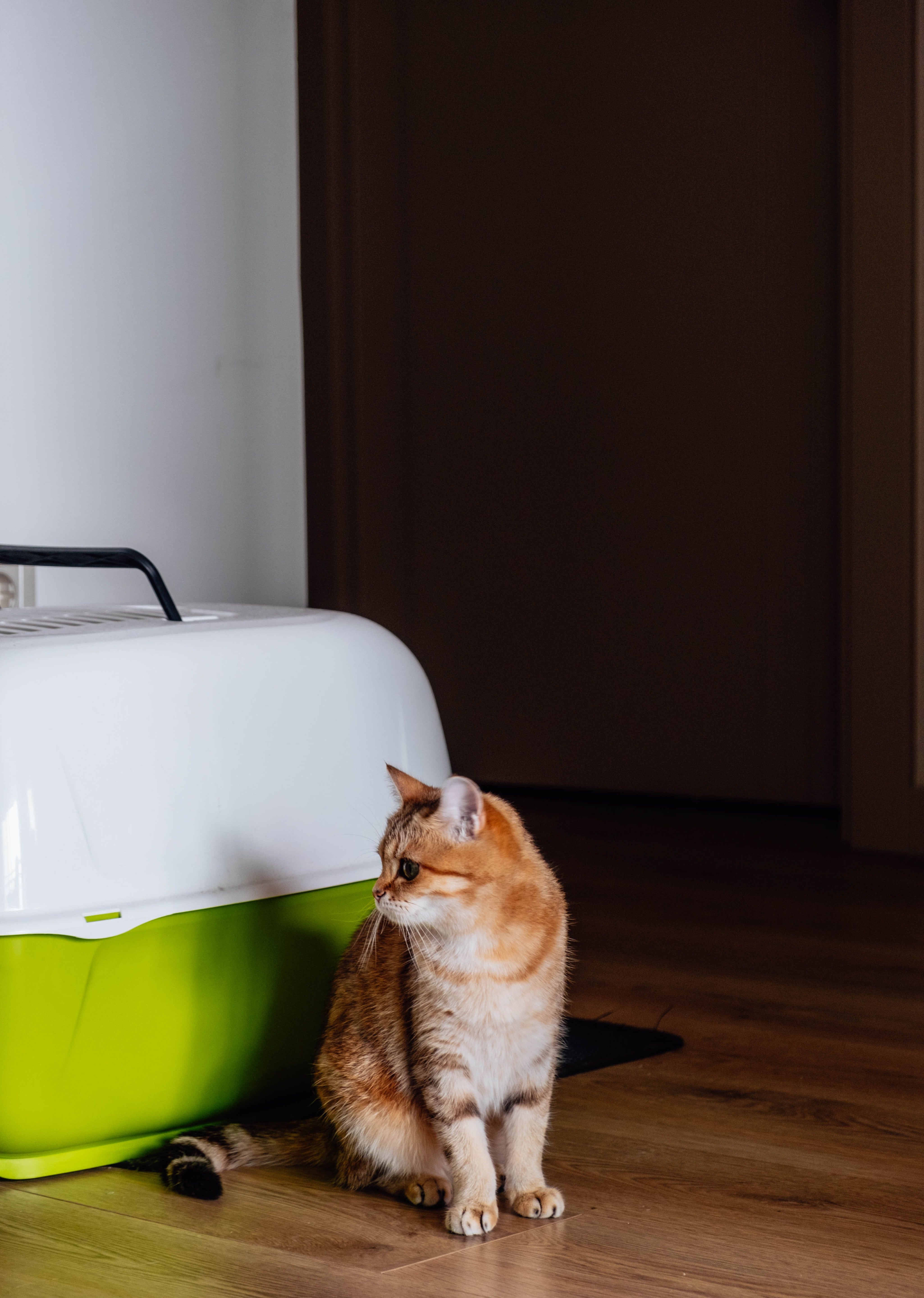 How Crystal Litter Handles Urine: What Cat Owners Should Know