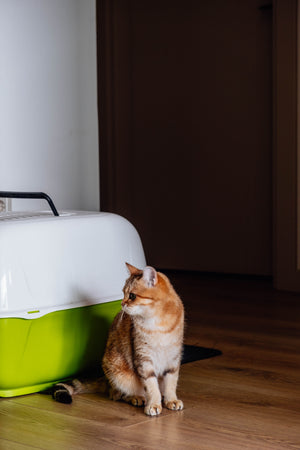 How Crystal Litter Handles Urine: What Cat Owners Should Know