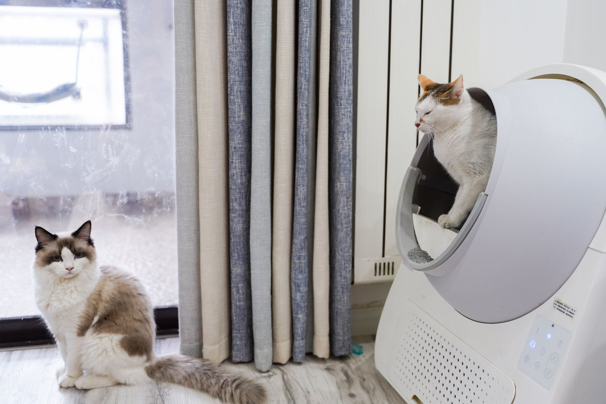 Are Automatic Litter Boxes Worth It? Pros, Cons, and What to Consider