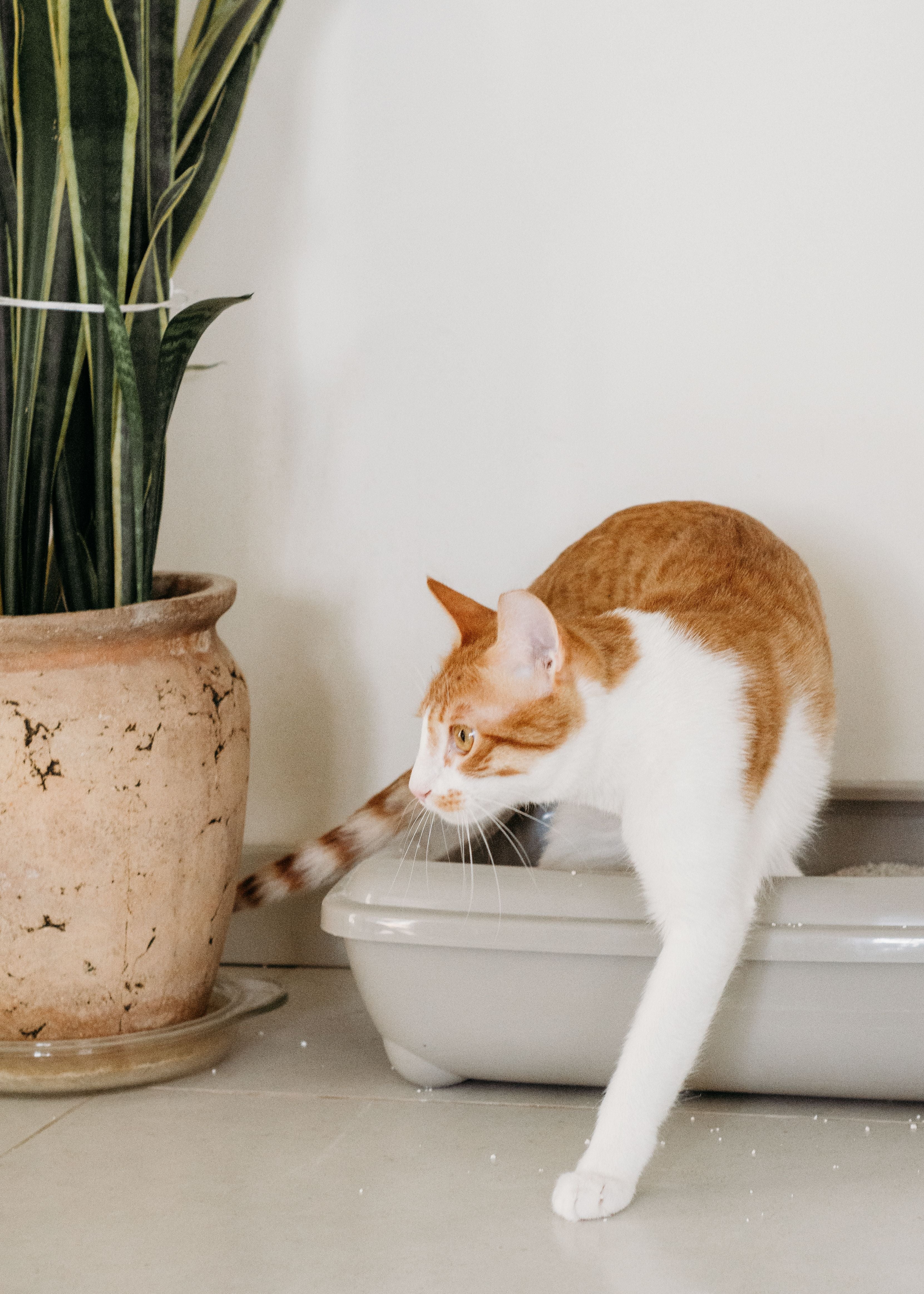 How to Read Your Cat’s Litter Box Habits