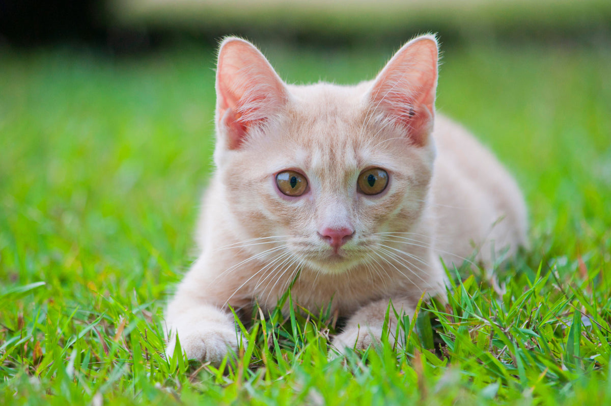 Cat Litter and Pregnancy: What to Know About Toxoplasmosis
