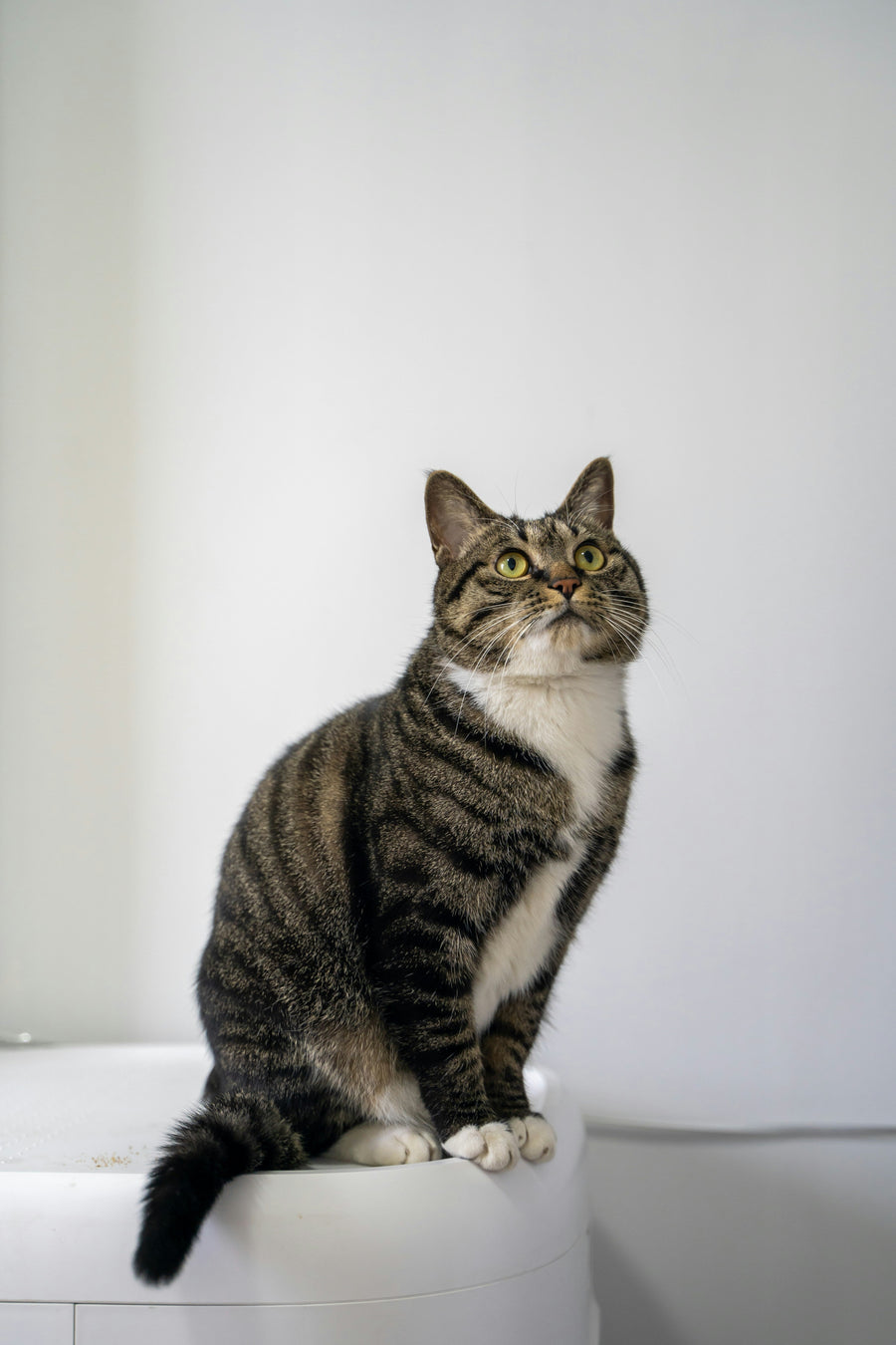 Automatic Litter Box FAQs: Answers to the Most Common Questions