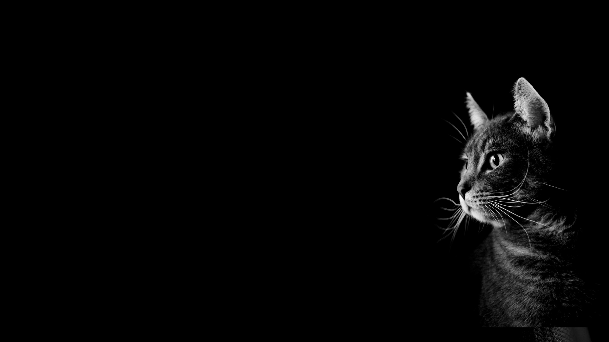 Black Cat Friday
