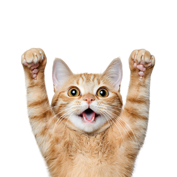 Boxie cat with paws raised
