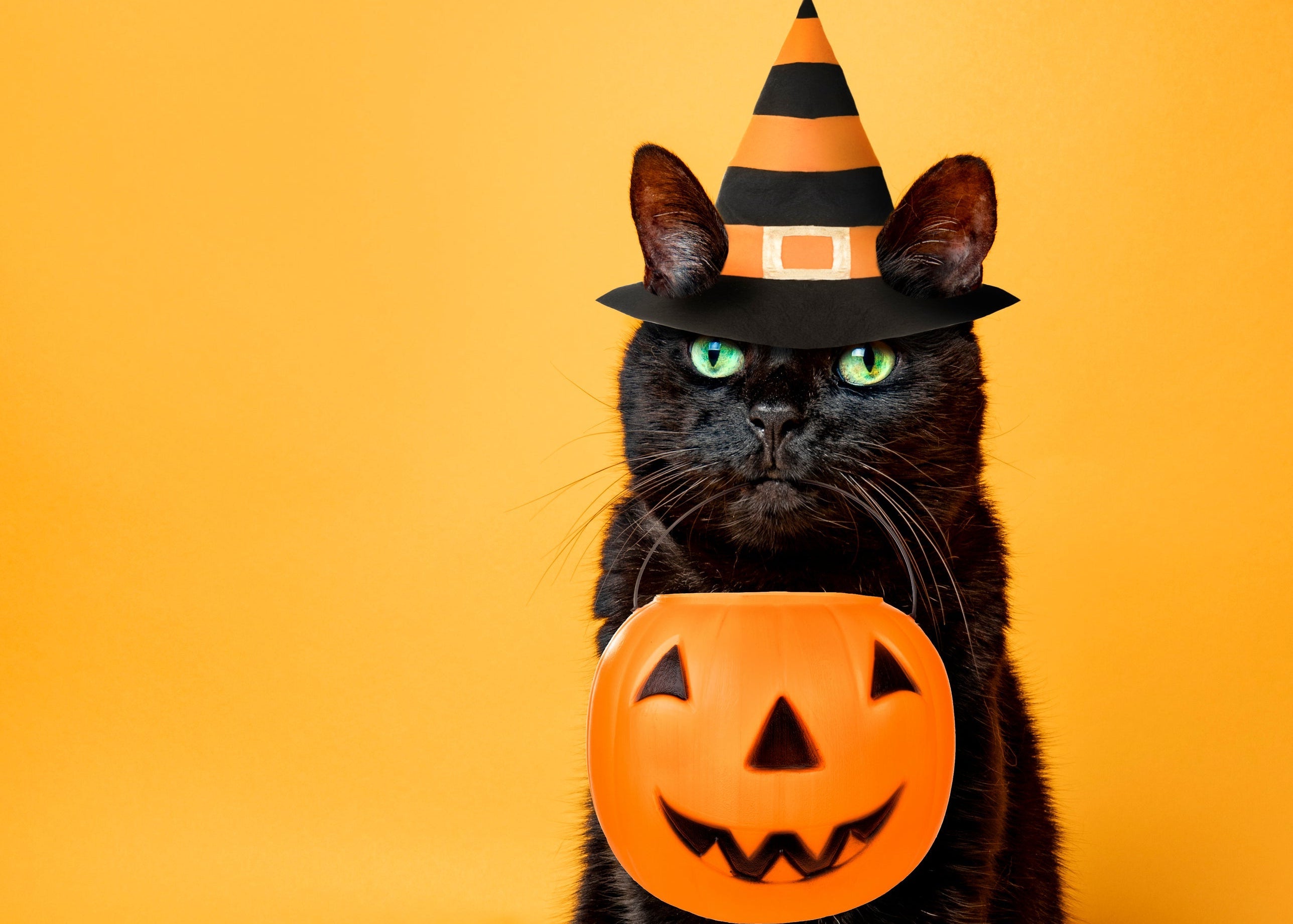 Black cat wearing a Halloween witch hat and pumpkin bag on an orange background