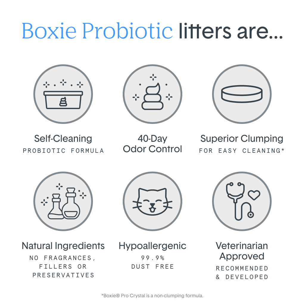 Non clumping cat litter benefits clearance